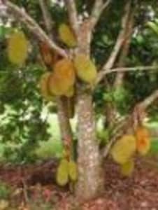 JACKFRUIT TREE (﻿Artocarpus Heterophyllus) 1 Organic Fruit Tree