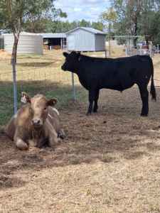 2 Steers for sale