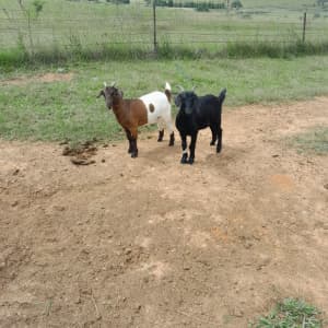 2 miniature x goats for sale 