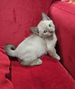 Burmese kittens available from a caring registered breeder (Syd based)