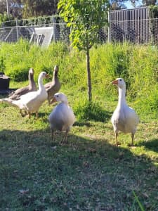 Farmyard Geese for sale 