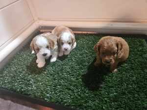 F2 Toy Cavoodle puppys 🐶 