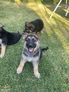 3 Pure Breed German Shepherd Puppies For Sale