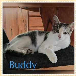 Buddy~Success Rescue Kitten 