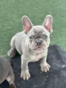 French bulldogs one left 