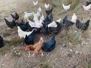 Leghorn and Australorp hens - great egg layers - 15 months old chicken