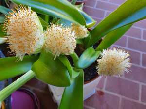 Paintbrush Lily ( Haemanthus albiflos) 5 bulbs