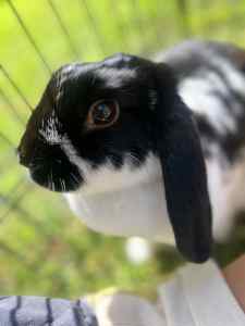 2 x female mini lop bunnies for sale