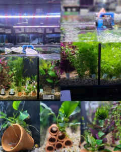 🌾 Aquarium & Pond Plants / Driftwood / Ornaments / Fake Plants 