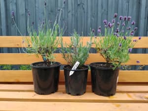 Rosemary and Lavender Plants - great additions to the garden