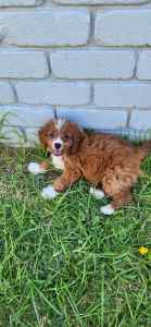 3 left Cavoodles F1B male and female