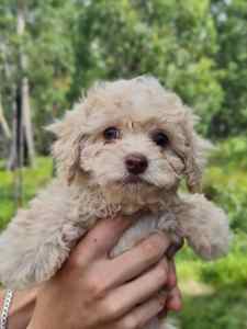 READY TO GO NOW CAVOODLE PUPPIES 3/4 poodle 1/4 cavalier king charles 