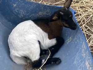 Baby goat mixed female and males 