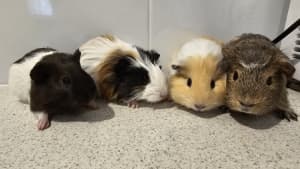 Wanted: Wanted giveaway guinea pigs