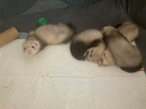 Ferrets available now
