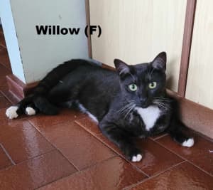 Willow Rescue Female Cat