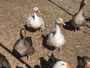 Adult geese