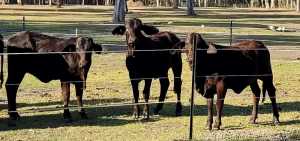 Agistment wanted for 18 young Heifers 50klm from Toorbul