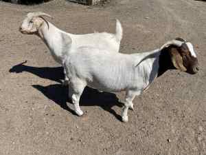 Big fat Boer friendly goat wethers 