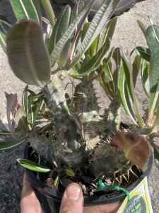 pachypodium gracilius cactus/succulent