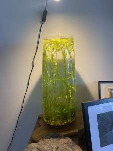 planted aquarium vase