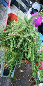 Fresh Rosemary cuttings - Free