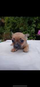 Chihuahua pups ONE LEFT !!!!!READY TO GO NOW