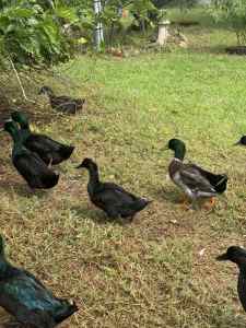 Ducks and Drakes - Entire flock sale