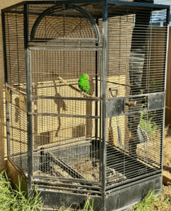 ***LARGE BIRD CAGE FOR SALE***