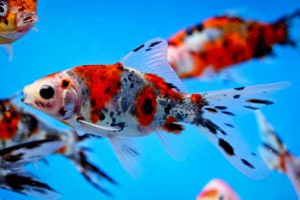 Goldfish Shubunkin, Fantail, Comets 5-6cm