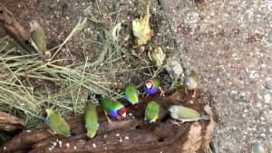 Gouldian Finches, bright and wonderfully colored. For Sale. Lots to