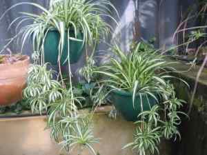 Beautiful spider plants, discounts for multi-purchases