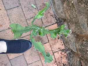 Euphorbia grandicornis cactus / cacti - cutting