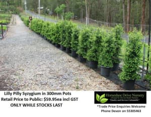 Lilly Pilly Superior Hedging Privacy Fencing ABSOLUTE QUALITY Mudgeeraba Gold Coast South Preview