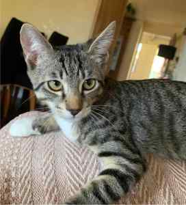 Murphy - Perth Animal Rescue Inc vet work cat/kitten