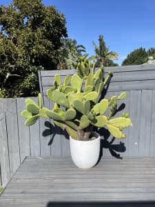 Prickly pear for sale