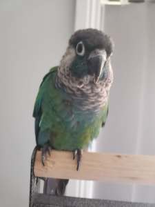 PEARLY CONURE