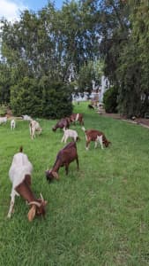 Goats 🐐 for sale