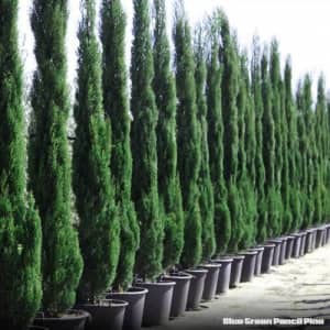 PENCIL PINES, other GREAT PLANTS - BEST PLANTS, PRICES & VARIETY!
