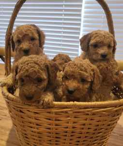 Gorgeous toy poodles