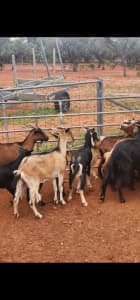 Female goats for sale