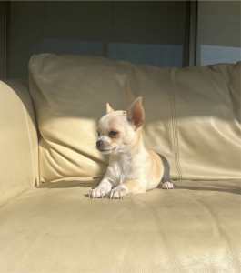 Purebred Chihuahua Puppy - Female 