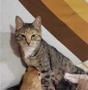 Stevie - Perth Animal Rescue Inc vet work cat/kitten