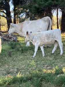 Charolais cow and speckle park steer