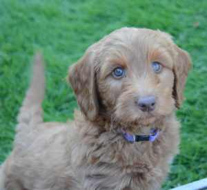 The most adorable Labradoodle puppies