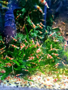 Crystal red shrimp 