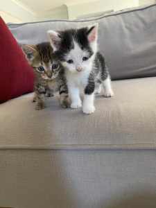 Kitten/ cat/ gift/ friend 