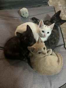 Cross breed kittens for sale