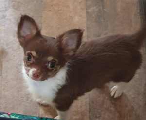 ADORABLE TINY CHIHUAHUA PUP FOR SALE, PUREBRED, LONG COAT