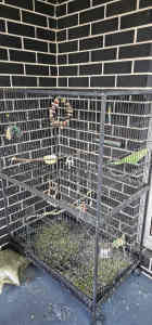 Parrot for sale with cage
